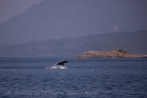 T2Cs hunting Harbor Seals