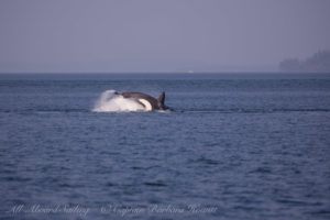 T2Cs hunting Harbor Seals