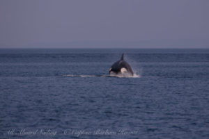 T2Cs hunting Harbor Seals