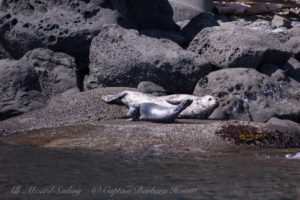 Harbor seal and pup