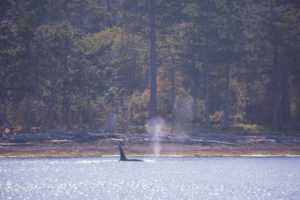 T101A and T101B Transient (Biggs) Orcas