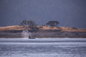 T101A and T101B Transient (Biggs) Orcas at Tumbo Island