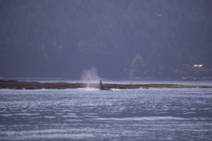 T101A and T101B Transient (Biggs) Orcas at Tumbo Island