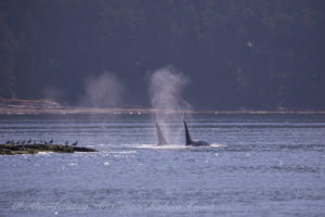 T101A and T101B Transient (Biggs) Orcas at Tumbo Island