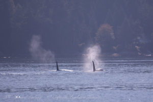 T101A and T101B Transient (Biggs) Orcas at Tumbo IslandT101A and T101B Transient (Biggs) Orcas at Tumbo Island