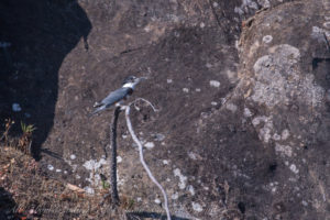 King Fisher Tumbo Island