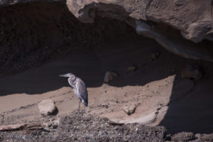 Great Blue Heron Tumbo Island