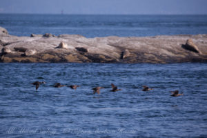 Surf Scoters