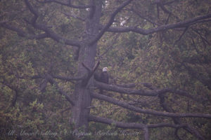 Bald Eagle, Spieden Island