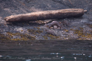 River Otter family of Flattop Island