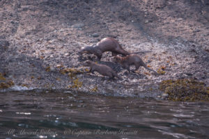 River Otter family of Flattop Island