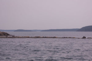 Harbor Seals Yellow Island West spit