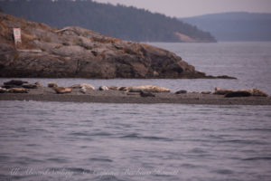 Harbor Seals Yellow Island West spit