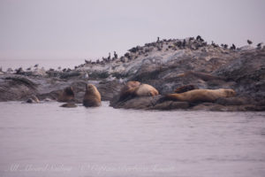 Steller Sea Lions Whale Rocks