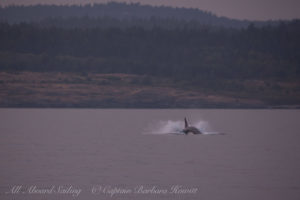 Southern Resident Orca chasing Harbor Porpoise