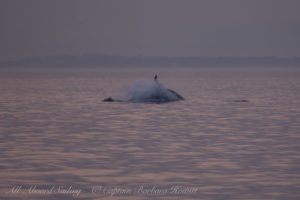 Southern Resident Orca chasing Harbor Porpoise