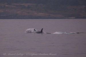 Southern Resident Orca chasing Harbor Porpoise