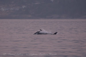 Southern Resident Orca chasing Harbor Porpoise