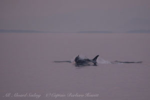 Southern Resident Orca chasing Harbor Porpoise