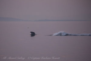 Southern Resident Orca chasing Harbor Porpoise