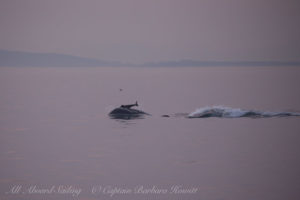 Southern Resident Orca chasing Harbor Porpoise