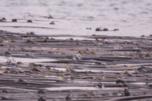 Harbor seals peer out above kelp forest