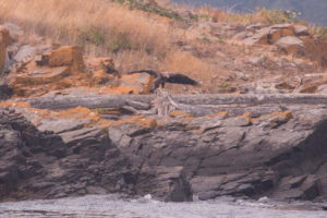 Pea pod rocks with immature Bald Eagle