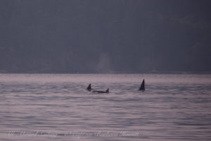 Biggs Orcas Rosario Strait