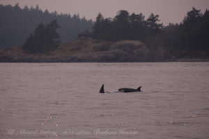 Biggs Orcas Rosario Strait