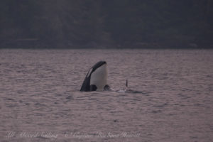 Biggs Orca spyhop Rosario Strait