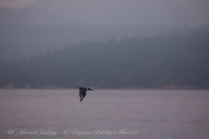 Belted Kingfisher