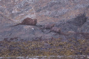 River Otter Family in New Channel, Spieden Island