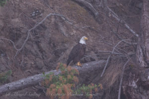 Bald Eagle in New Channel, Spieden Island