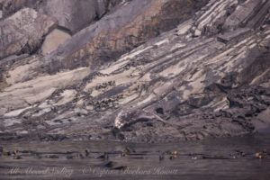 Harbor Seal on honey combed sandstone