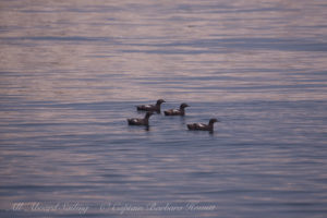 Pigeon Guillemots Mandarte island