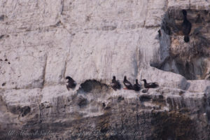 Pigeon Guillemots Mandarte island