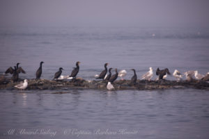 Cormorants and gulls