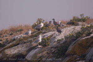 Glaucous winged gulls with chicks