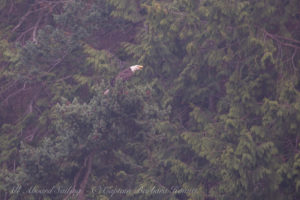 Bald Eagle calling