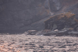 Flattop Island