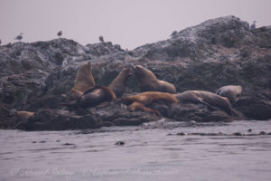 Steller Sea Lions on Whale Rocks