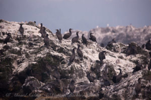 Cormorants on Whale Rocks