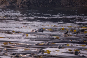 Harbor seals with pup in kelp forest