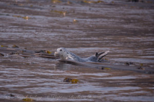 Harbor seal pup rests on Kelp