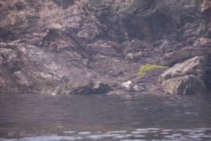 Colville island Harbor Seals