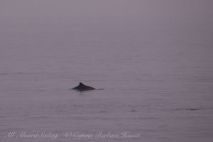 Harbor Porpoise