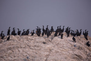 Cormorants of Bird Rocks