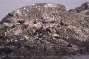 Black Oyster catchers on Bird Rocks