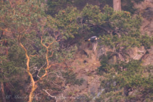 Peregrine Falcon, Lopez island