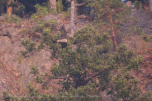 Peregrine Falcon, Lopez island